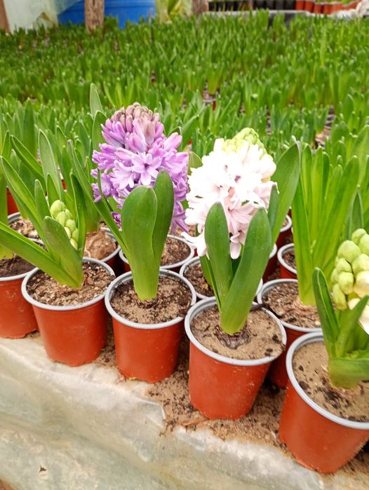 zambile diferite culori