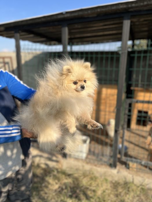 Померан мини шпиц