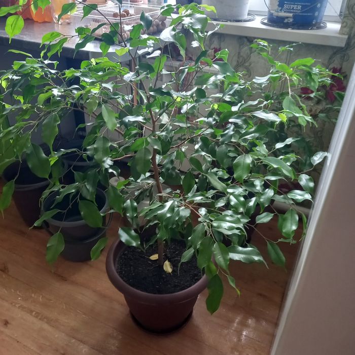 Продам комнатные цветы