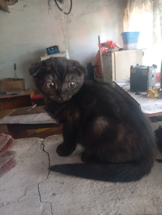 Продам котят вислоухие