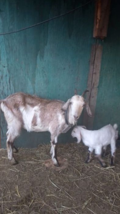 Англо нубийская коза с козленком.