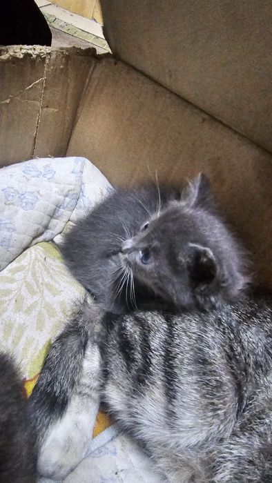 котята крысыловы