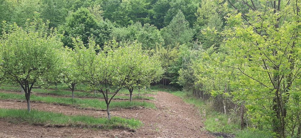 Livadă tânără de pruni altoiți în Jupânești (Tudoreasa), Gorj