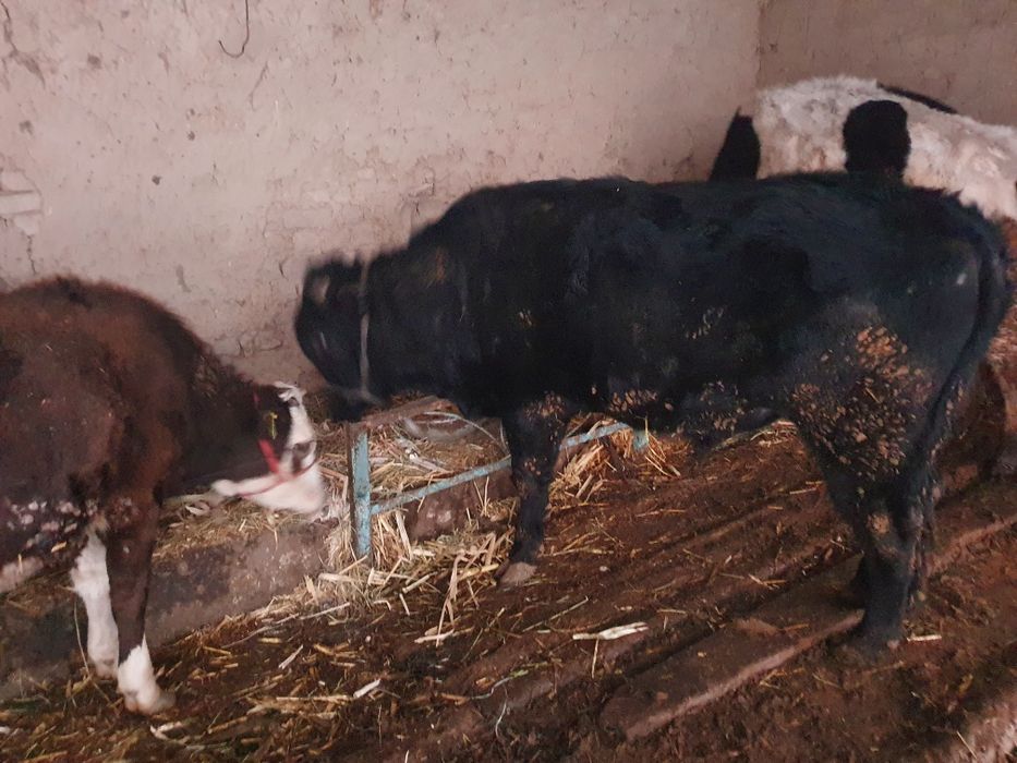 Buqa sotiladigan 30 milion som