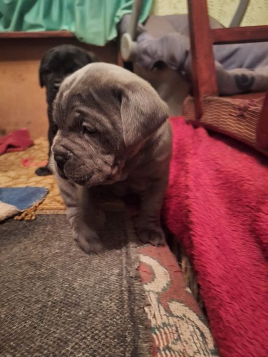 Кане Корсо италяно