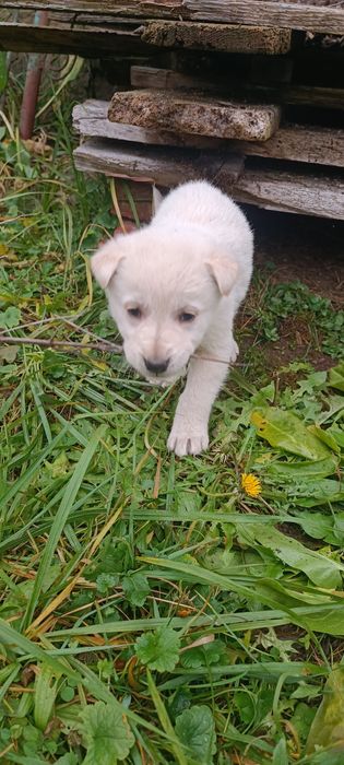 Donez catei (nu caine)