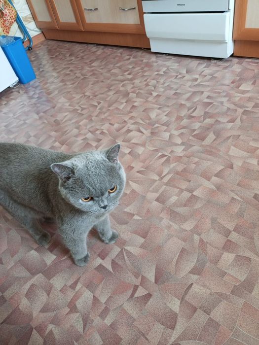 Отдам в добрые руки