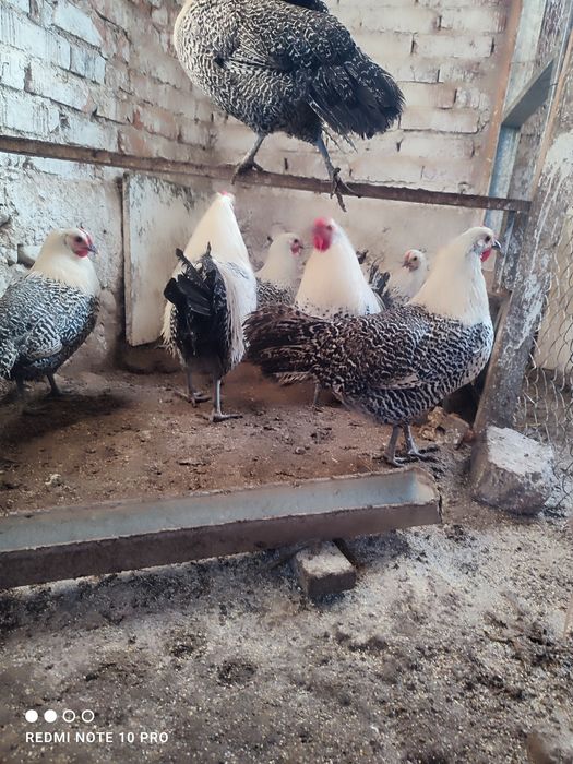 Разплодни яйца от Вествалска кокошка