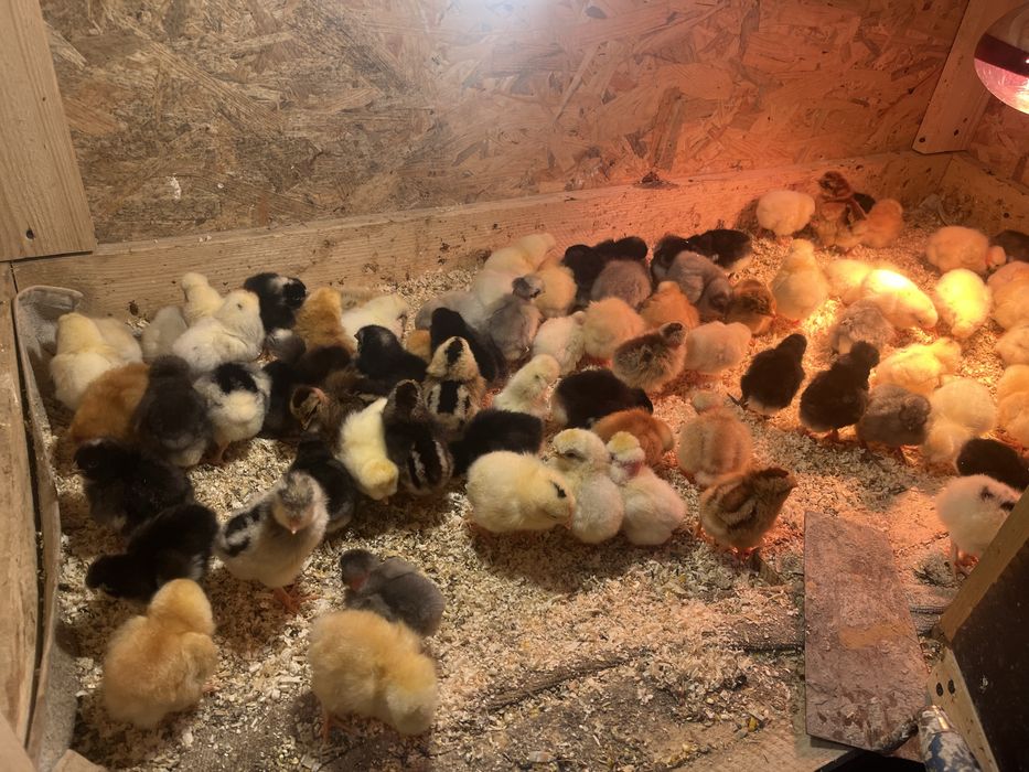 Puișori de Rasă 6/7 zile