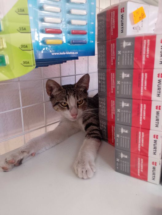 Подарявам малки котета