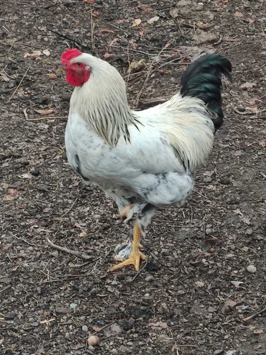 Петухи  красивые Брама