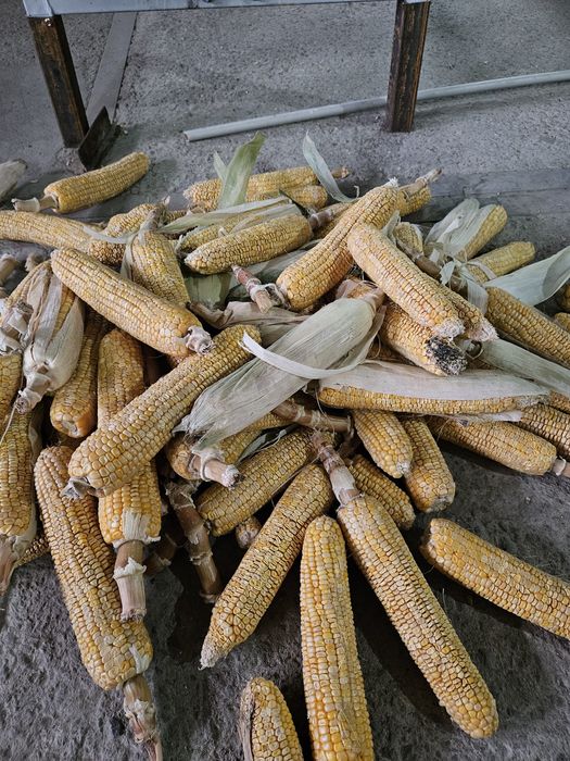 Кукурузу для корма