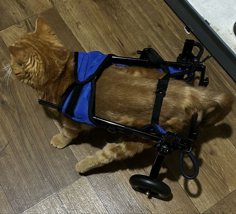 Котик в самые добрые руки