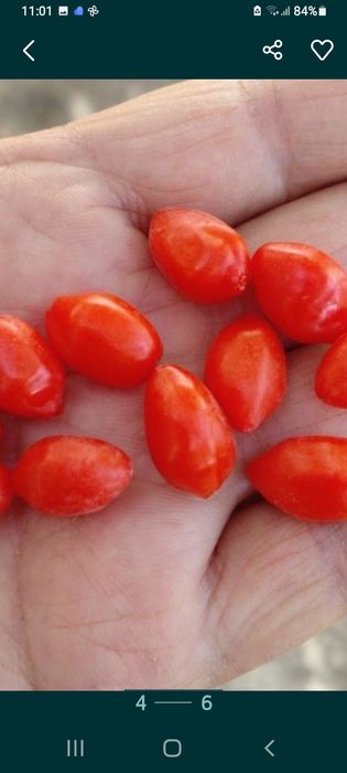 Годжи кучатлари сотилади