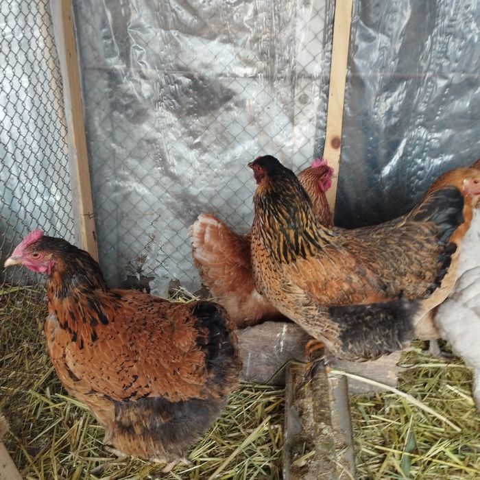 Продам куры домашние