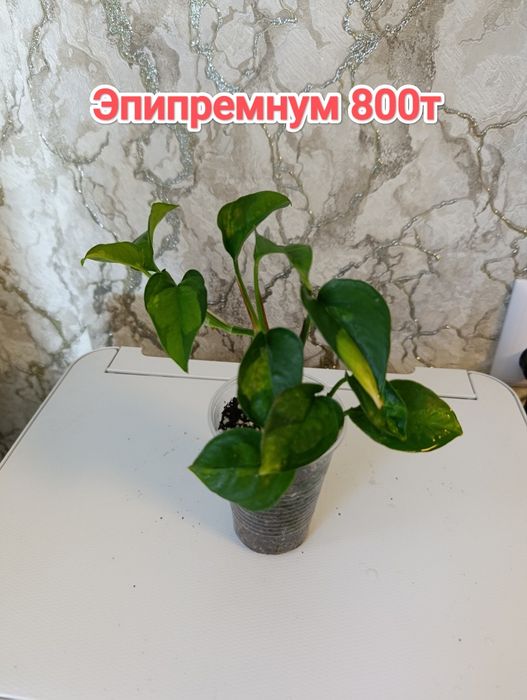 Комнатные растения