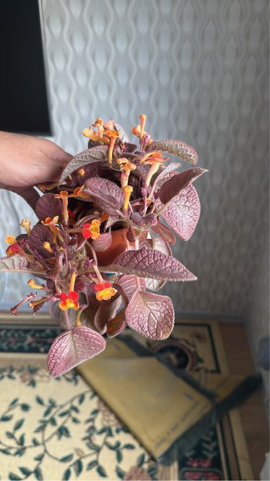 Продам цветы комнатные