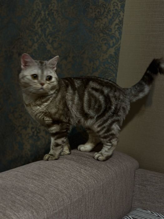 кот в добрые руки