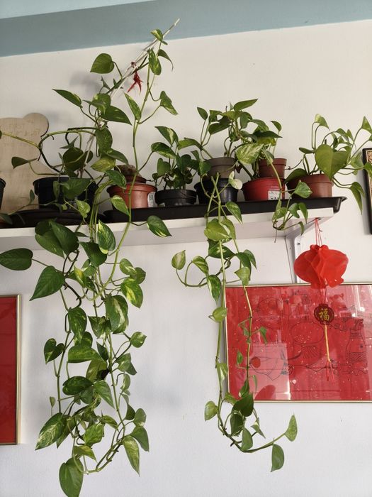 Vand diferite plante