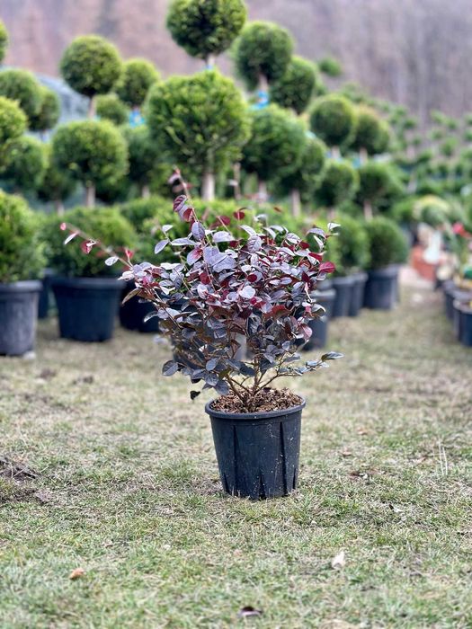 Plante Ornamentale pentru Design Peisagistic Profesional