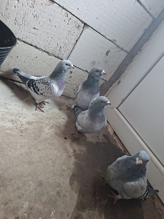 Vand porumbei standar romanesti