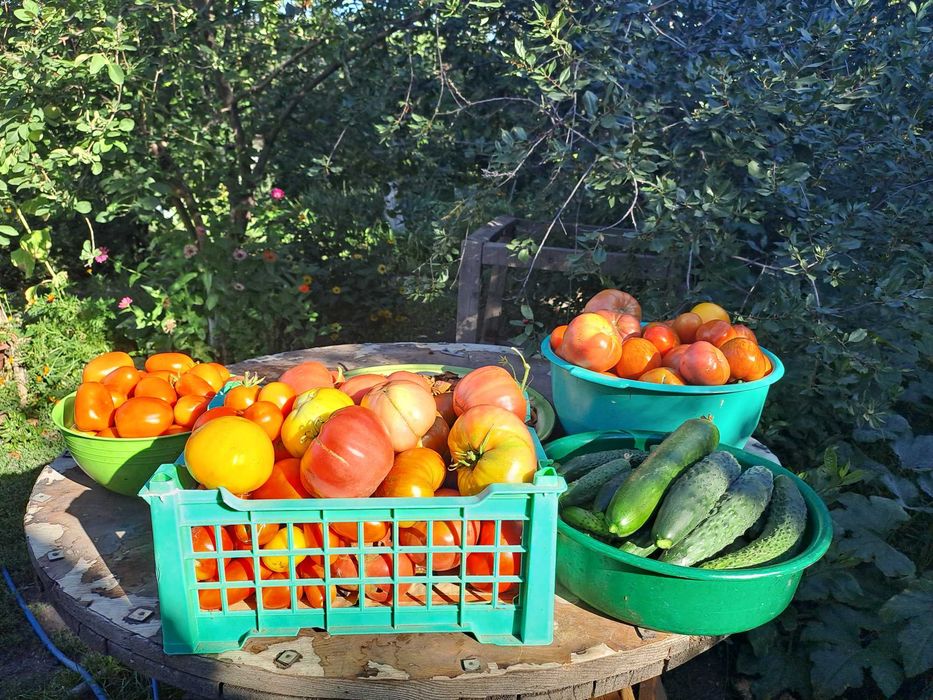 Продам дачные помидоры.