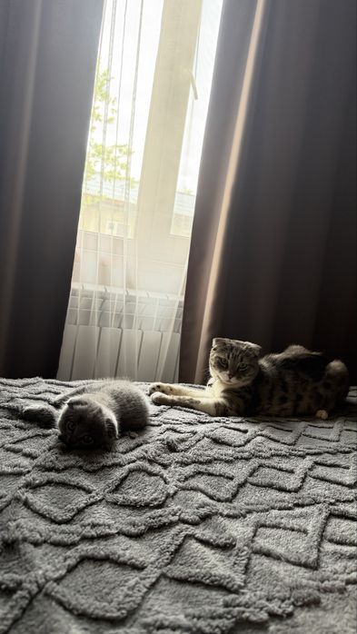 Продается котенок