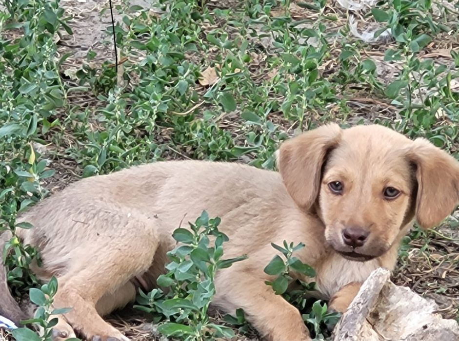 Щенки  отдам даром в белбулаке