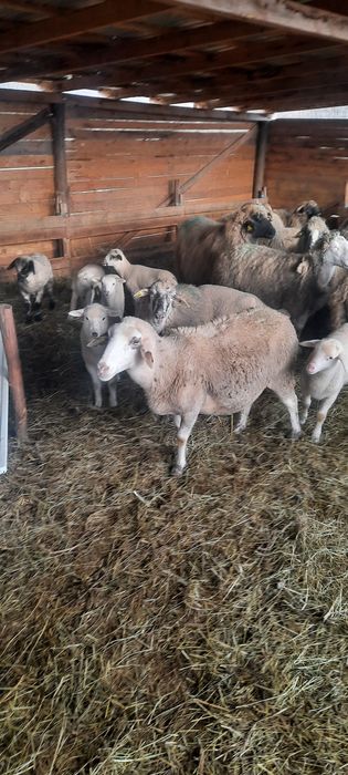 Vând 15 oii metiș de carne cu mieii