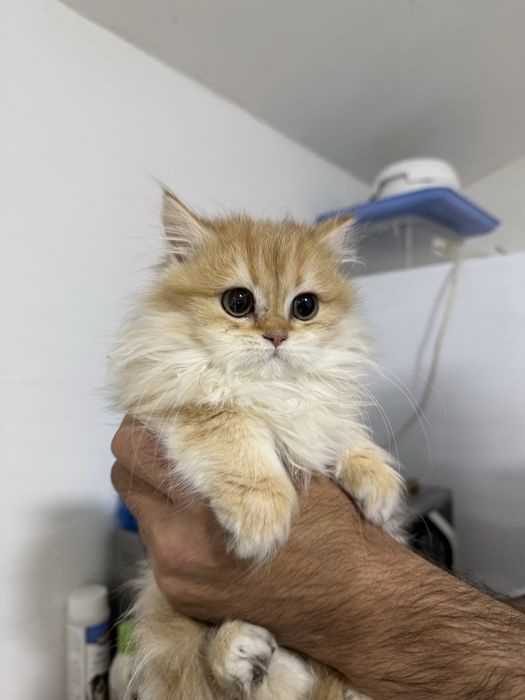 Кошка Британский золотый шиншила