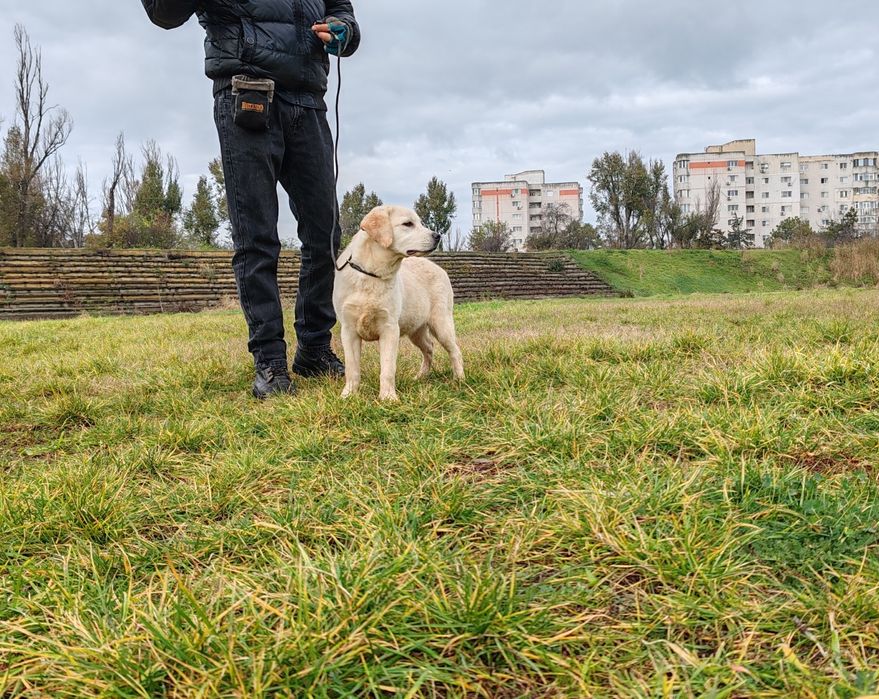 Labrador Retriever felema galbena