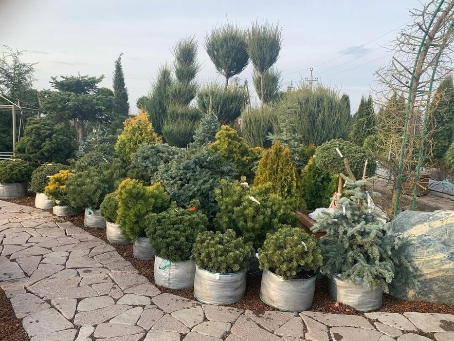 Декоративный Растения