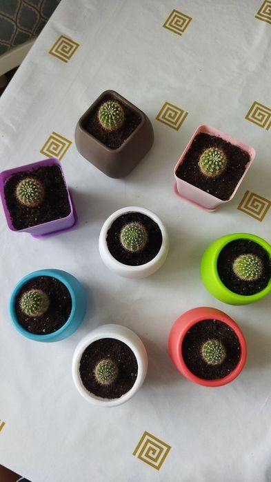 Кактусы 300,600,800 тенге