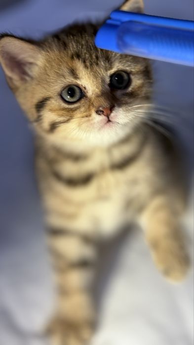 Шотландские вислоухие