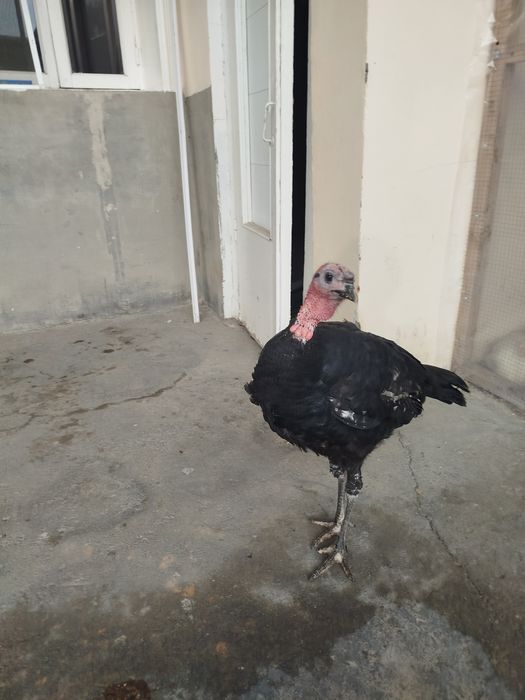 Bahorgi 7-8 oyli erkak kurka sotiladi