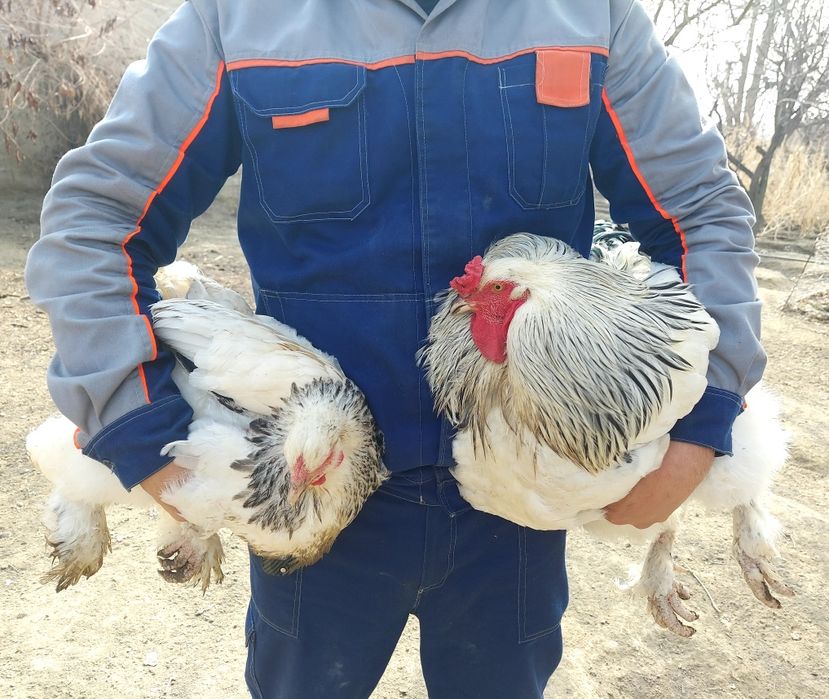 Брама тухумлари 10.000 минг сум