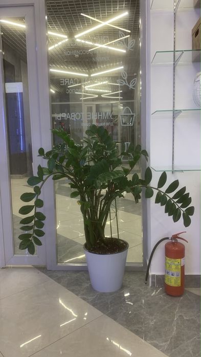Замиокулькас (долларовое дерево)