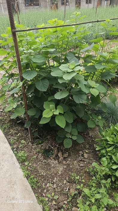 Gartenziya guli oq ochiladi