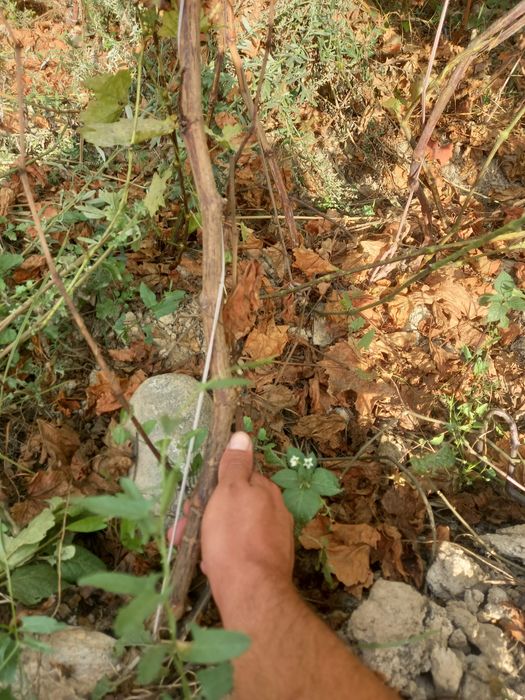 Uzum kochatlar 3 yillik