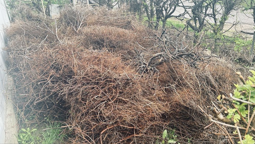 Дрова, бесплатно, самовывоз