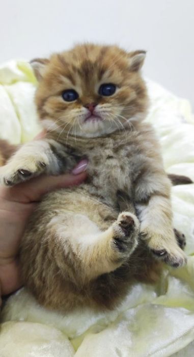 БритАнскИе кошЕчкИи КотИки