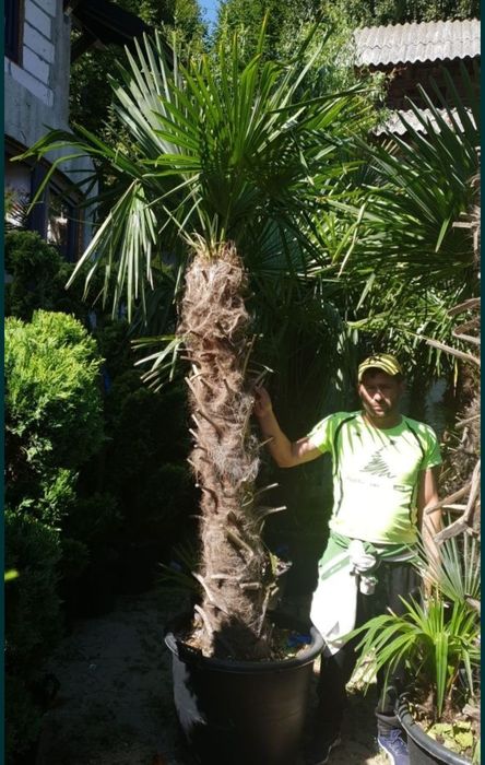 Vând palmieri trachycarpus fortunei rezistenți la îngheț