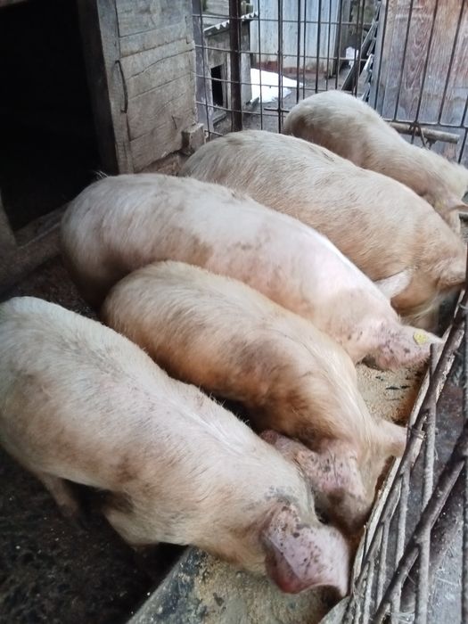 Vind baloți de calitate