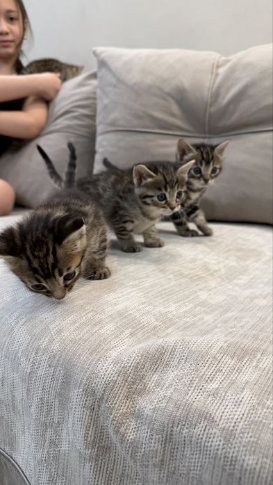 Бенгальские котята