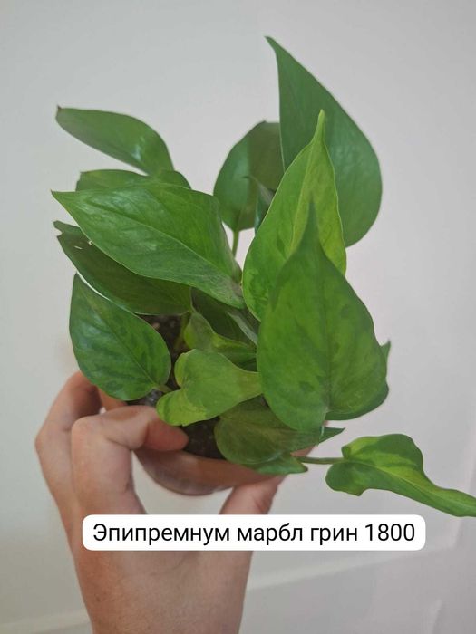 Продам комнатные растения