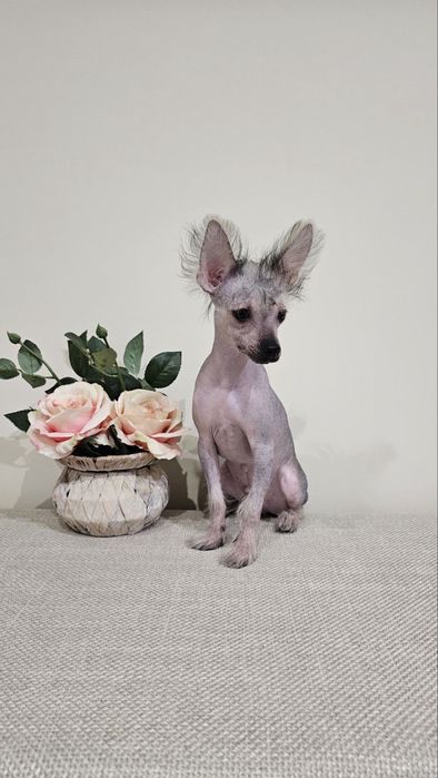 Китайско голо качулато куче