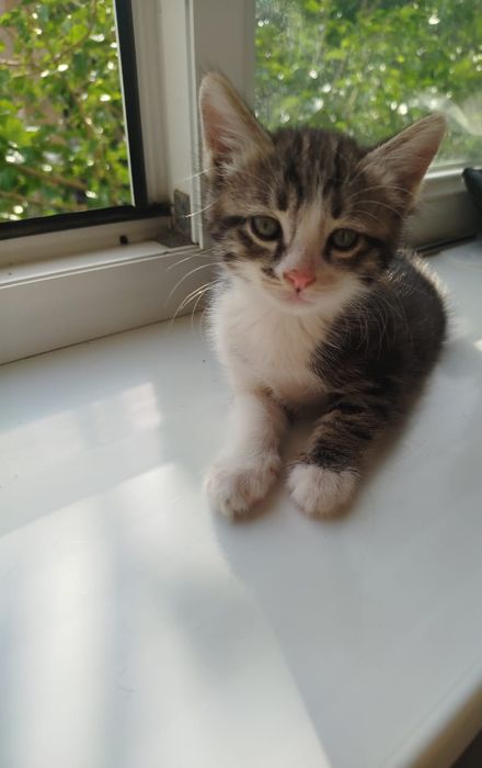 Котёнок в добрые руки