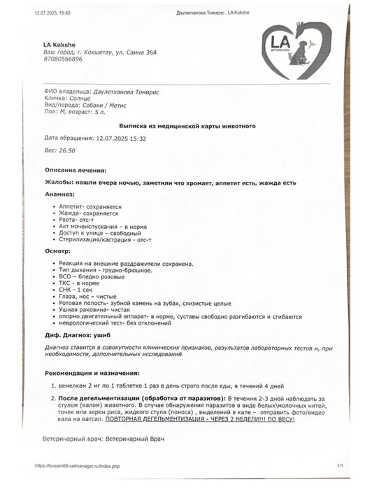 ИЩУ ДОМ для прекрасной собаки