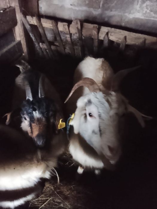 Продам козлов и козлят