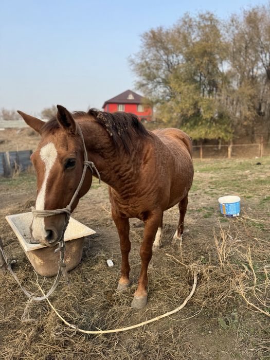 Продаем кобылу чистокровка